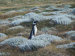 Description: http://farm4.static.flickr.com/3120/3212613515_15a9c8f678_m.jpg