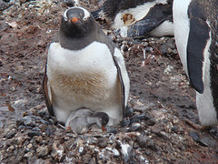 Description: http://farm4.static.flickr.com/3451/3213018925_8022d136e4_m.jpg